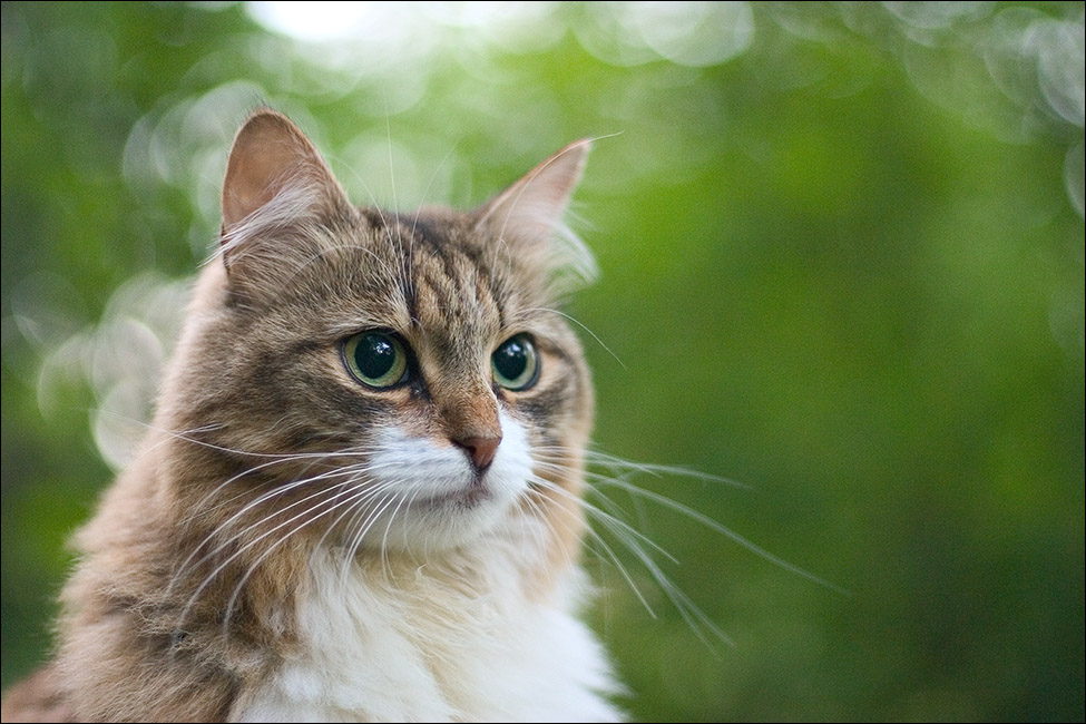 Кошещка