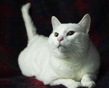 Кошак