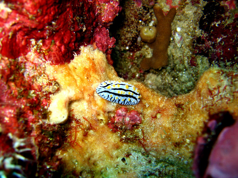 nudibranch
