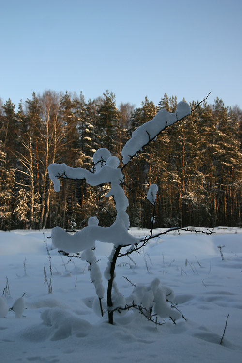 &quot;балерина&quot;