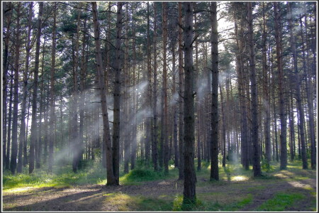 Лесное в цвете