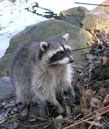 Попрошайка