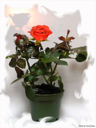 Rose
