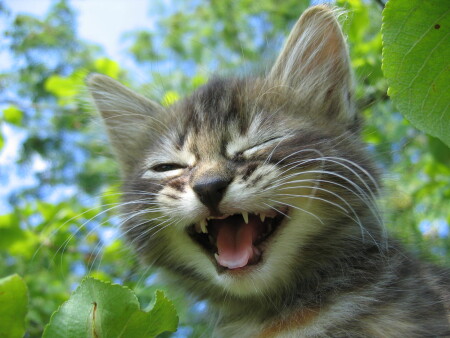 *Смех сквозь слёзы* 