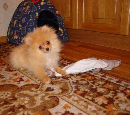 скороя я вырасту...