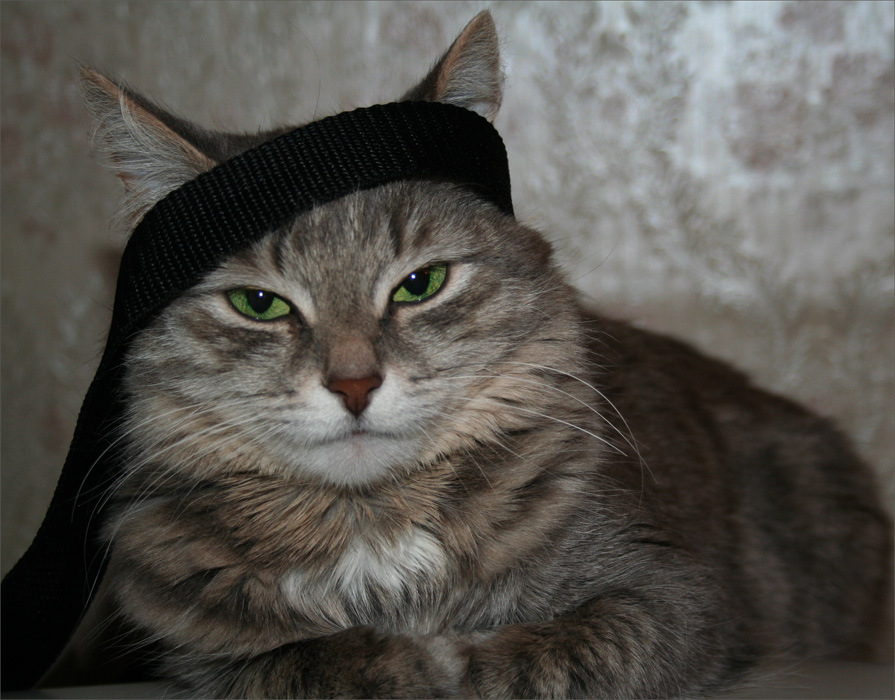 Карате-кото-до