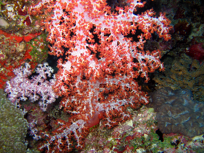 Soft coral
