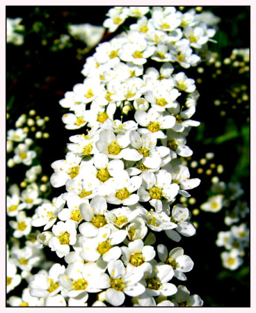 Белоснежное кружево1