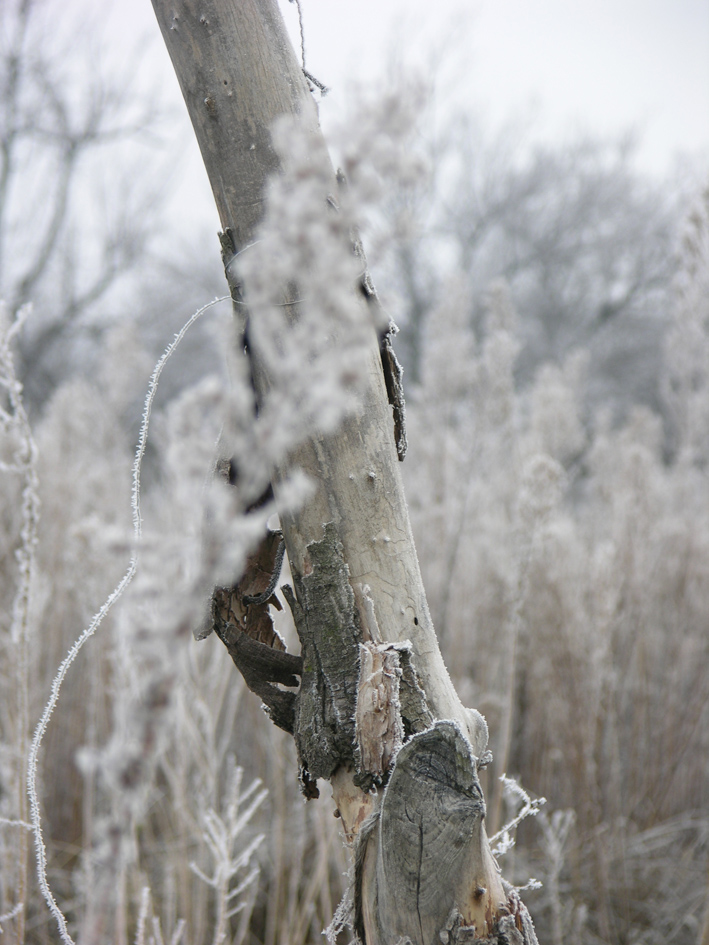 grey west
