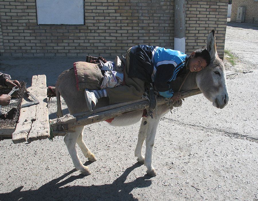 Погонщик ишаков в Бухаре