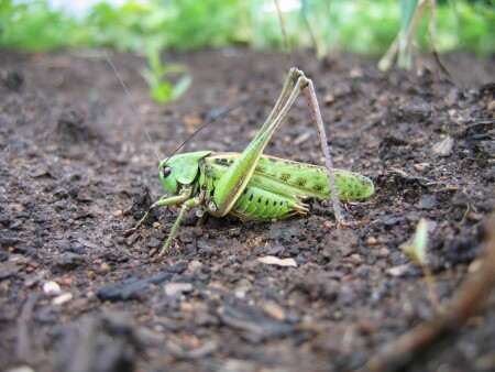 Напрыгался...