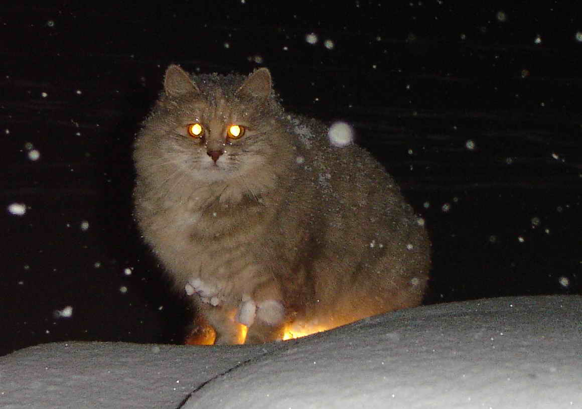 Кот с подсветкой