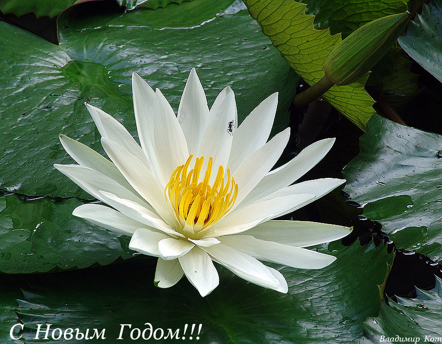C Новым Годом!!! :) 