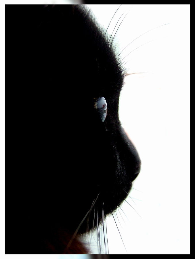 Cats, на полном экране выглядет по другому