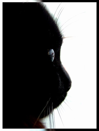 Cats, на полном экране выглядет по другому