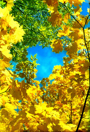 Осень золотая