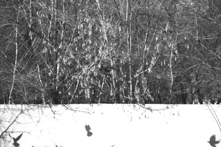 театр теней