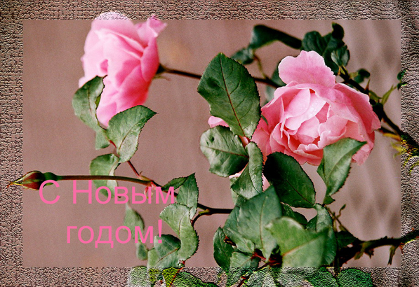 В Новый год из лета