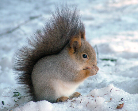 еще одна белка