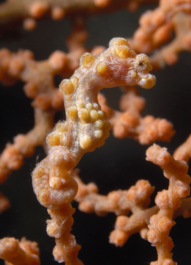 Pigmy Seahorse