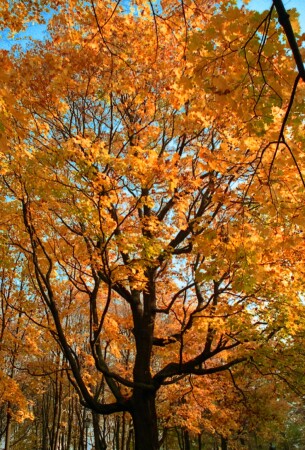 просто клён в Коломенском