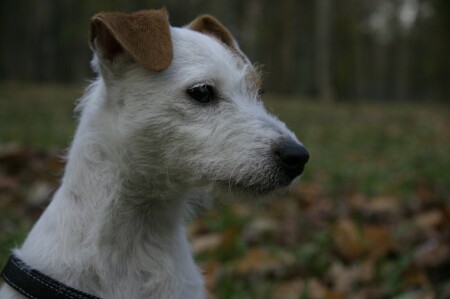 Маленькая белая собачка