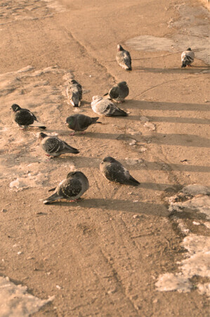 Питерские голуби