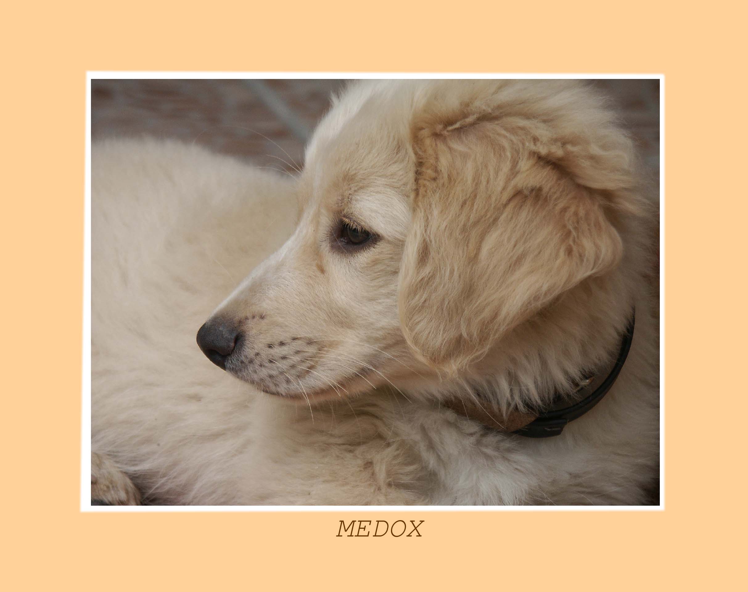 MADOX;