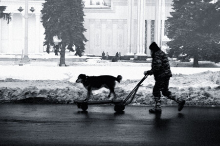 собачья жизнь