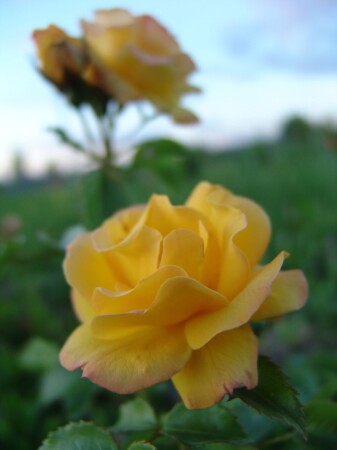 роза