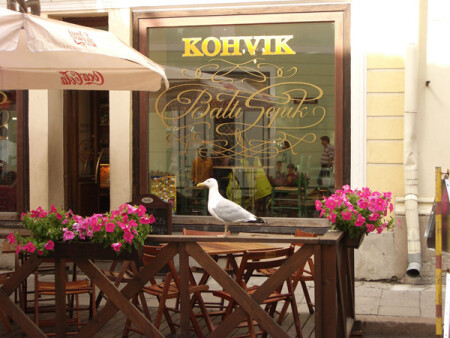 bird in town.