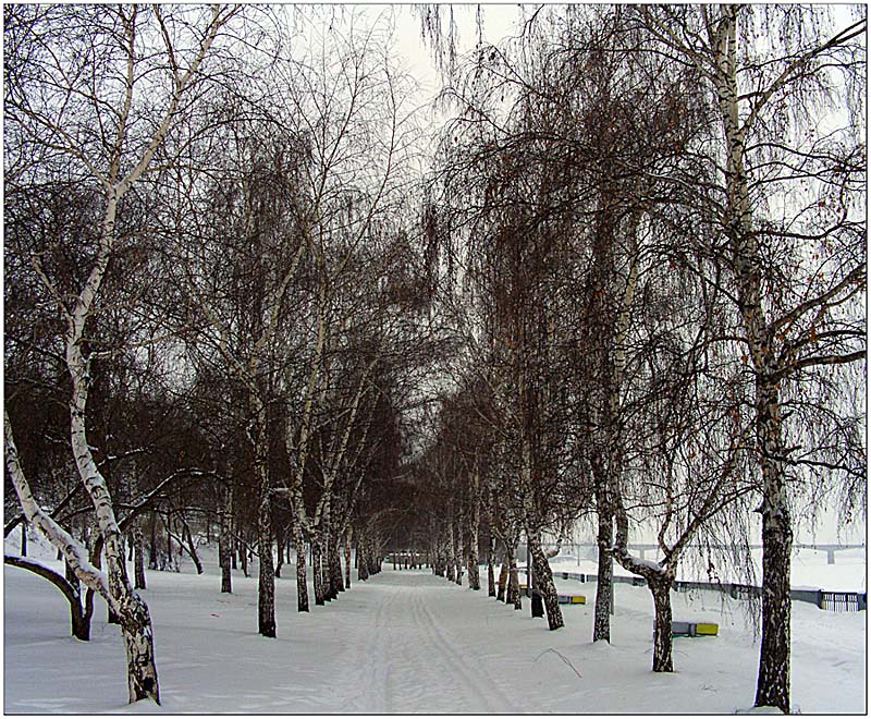 Лыжно-березовая аллея