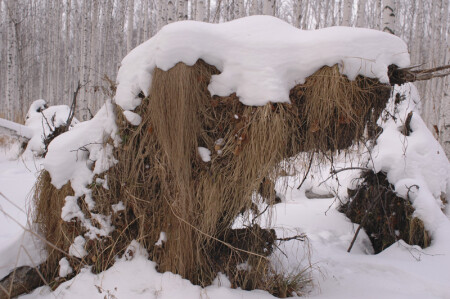 Большая снежная собака