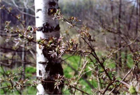 почки распускаются...