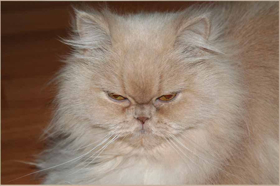 CATssssssssssss засыпает
