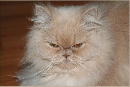 CATssssssssssss засыпает