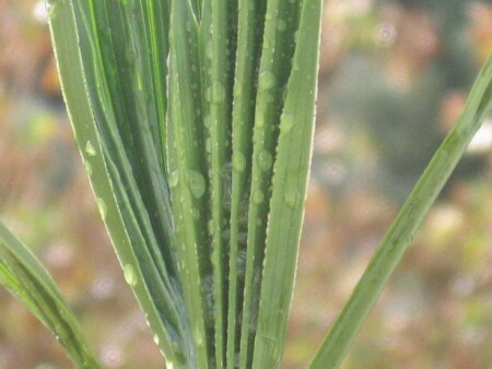 После дождя