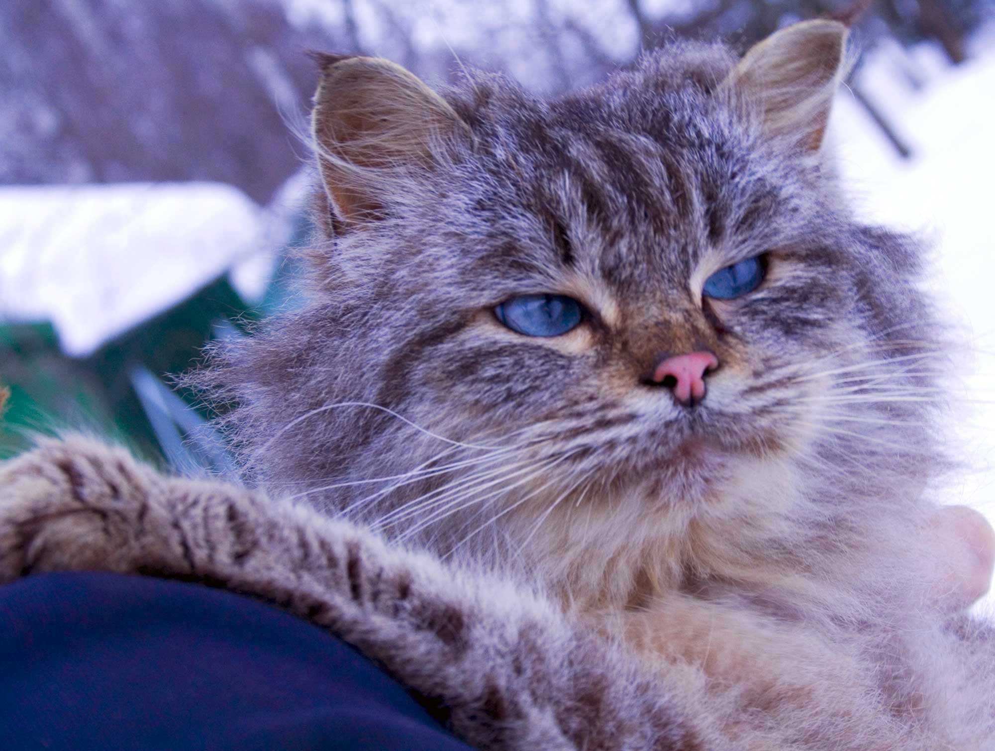 Кот.