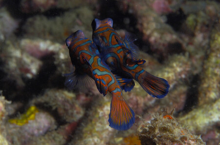 Mating Mandarin fish