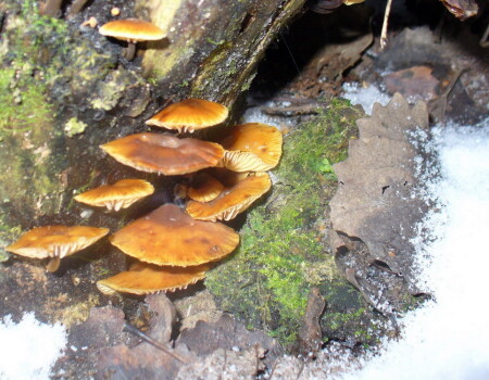 Декабрь. Открытие грибного сезона.