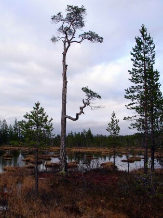 Север и не таких загибал
