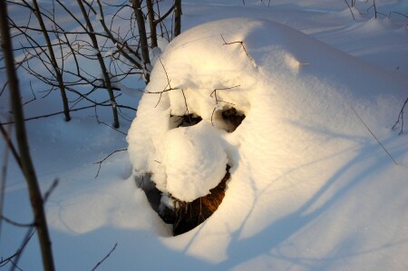 зимнего леса добрый хозяин