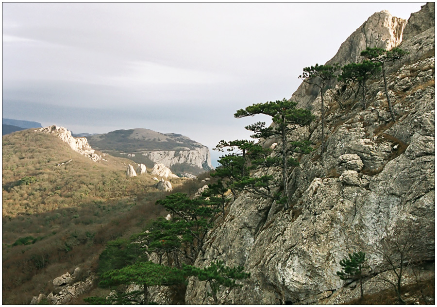 Крымские сосны
