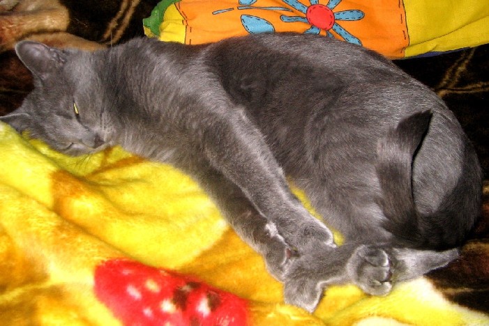 ДАВОЛЬНАЯ ЖИЗНЬЮ КОШКА