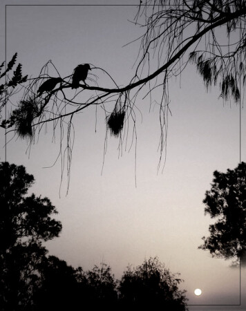 Утро туманное