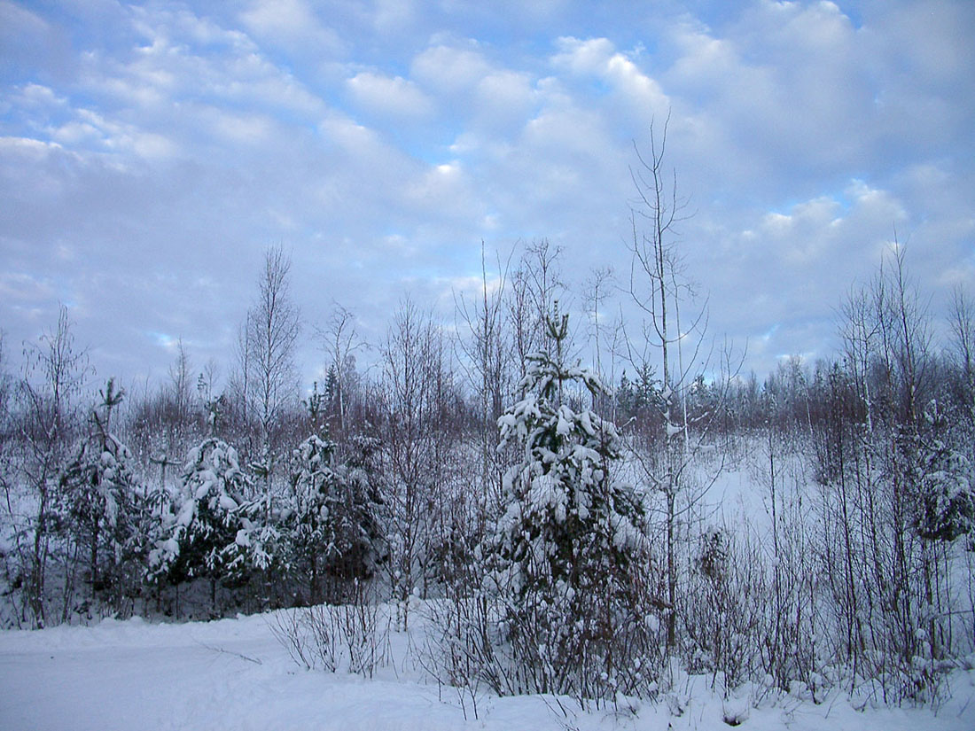 Снежность