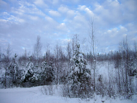 Снежность
