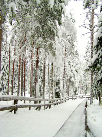 snowy