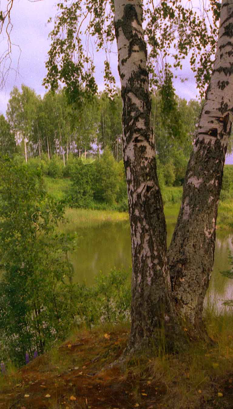 Берёза