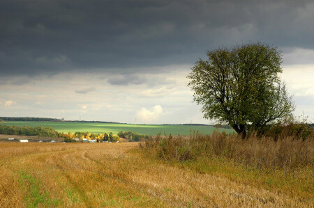 Яблоня в поле осеннем